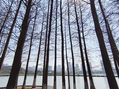 -月湖风景区