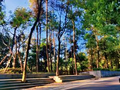 -铁山坪森林公园