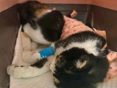 -纳吉亚猫专科动物诊疗中心(蒋宅口分院)