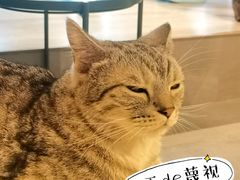 -猫儿山۰猫主题餐厅