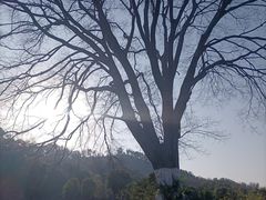 -青龙山国家森林公园