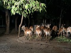-清迈夜间动物园