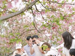 -天适樱花悠乐园
