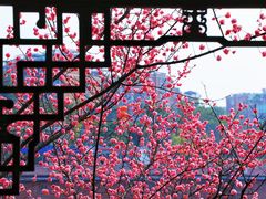 -望江楼公园