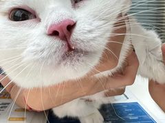 -伟伟宠物医院·CT影像中心·瑞派犬猫综合性门诊(汉口总院)