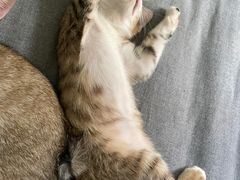 -创凡宠物医院·骨专科  猫科中心(西乡分院)