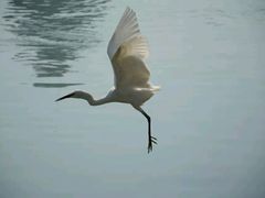 android_upload_pic-白鹭洲公园