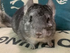 -龙猫仔乐园(惠福东路店)