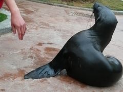 -灵玲国际马戏城