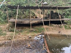 -西双版纳原始森林公园