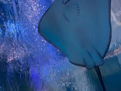 -太平洋海底世界