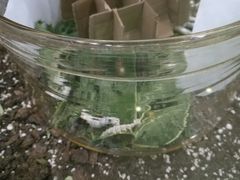 -上海昆虫博物馆