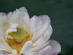 -陈家山荷花公园