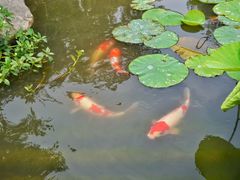 -鹅湖玫瑰文化园