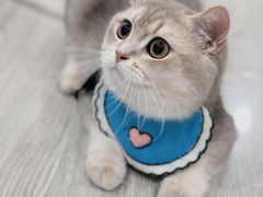 -东方名猫馆·英短金渐层布偶猫舍(环线广场1号楼店)