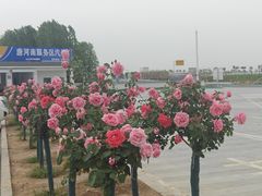 -洛阳国花园