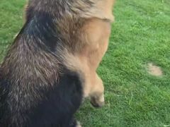 -趣玩宠物乐园寄养训犬训狗游泳池