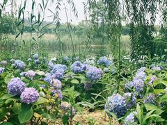 -大塘金香草谷