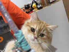 -屋虎猫馆(宝安大仟里店)