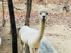 -清迈夜间动物园