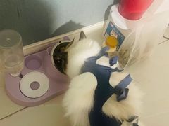 -关爱宠物医院·猫科中心·消化科(滨湖万达分院)