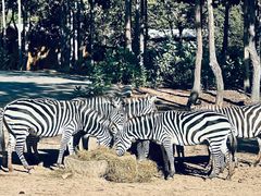 -清迈夜间动物园