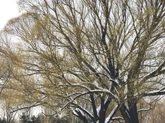 -朝阳公园