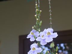 -莓园冰淇淋店