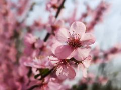 -大兴滨河森林公园