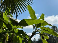 -中国科学院西双版纳热带植物园