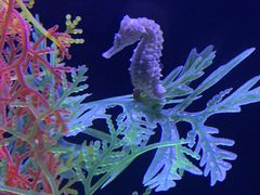 -上海海洋水族馆