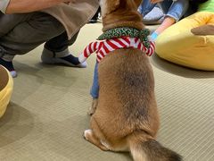 -逗柴咖啡屋·狗咖猫咖宠物桌游