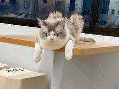 -有喵·猫咖·狗咖·30几只猫10只小狗(岗厦店)