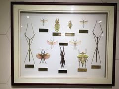 -上海昆虫博物馆