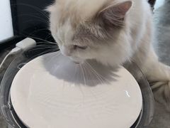 -瞄一喵猫咖(格力海岸店)