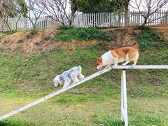 -良成狗狗乐园