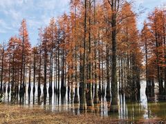 -池杉湖湿地公园