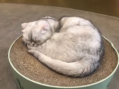 -飞行喵MR PILOT|猫舍·猫咖(静安大融城店)