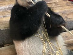 -海南热带野生动植物园