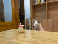 -是阿柴呀！柴犬咖啡·爱喵喵猫咖