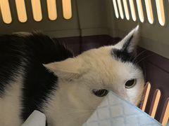 -瑞派康怡24h宠物医院·犬猫医疗中心·微创绝育(瑞景分院)
