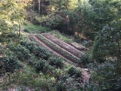 -藏龙百瀑风景区