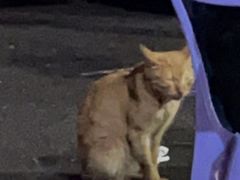-三栋屋烧鸡