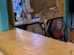 -猫小院猫主题咖啡厅(北锣店)