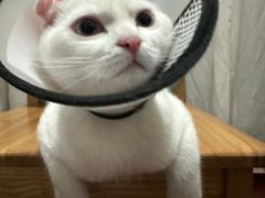 -关爱宠物医院·猫科中心·消化科(滨湖万达分院)