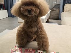 -FAELING PETS美天灵宠物(富力广场店)