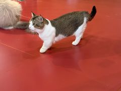 -和它·交个朋友·狗咖猫咖(爱琴海店)