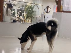 -共舞时光猫咖·狗咖(新街口店)