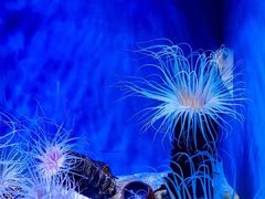 -上海海洋水族馆
