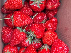 -小鱼草莓采摘园农家乐·小鱼餐厅